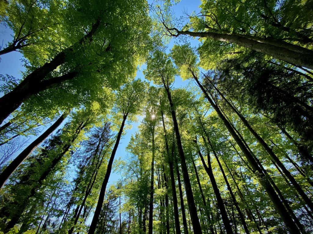 Wald