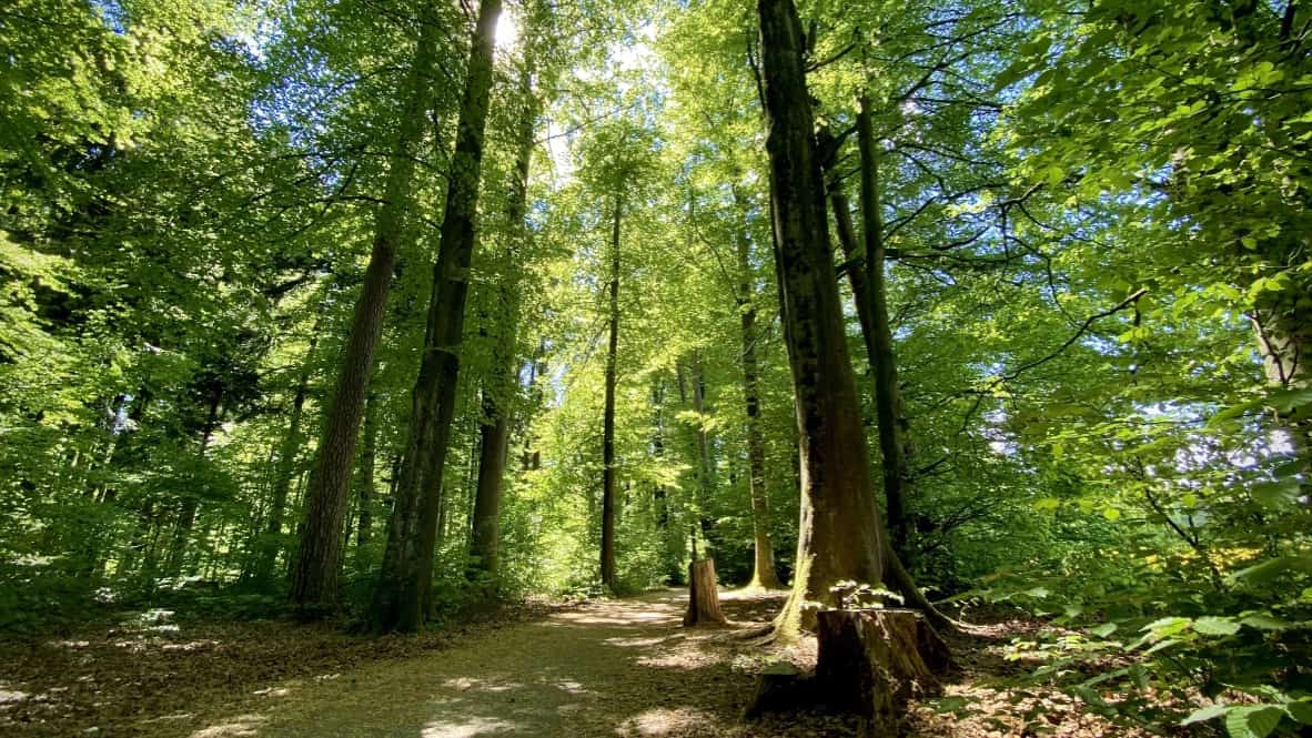 Waldzeit